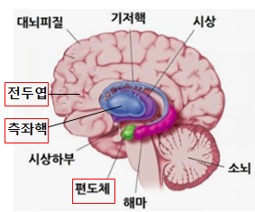 의사결정에 영향을 주는 전두엽·측좌핵·편도체 3가지 영역 설명 이미지