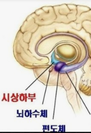 본능적으로 반응하는 편도체(아미그달라) 위치를 설명한 퍼스널브랜딩 이미지