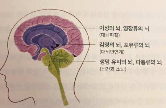 이성 뇌(대뇌피질), 감정뇌(대뇌변연계), 생명 뇌(뇌간과 소뇌)로 나뉜 뇌 구조를 설명한 퍼스널브랜드 이미지
